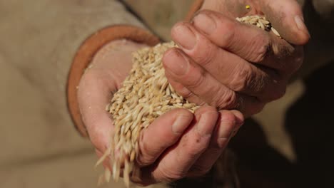 Farmer-inspects-his-crop-of-hands-hold-ripe-wheat-seeds.