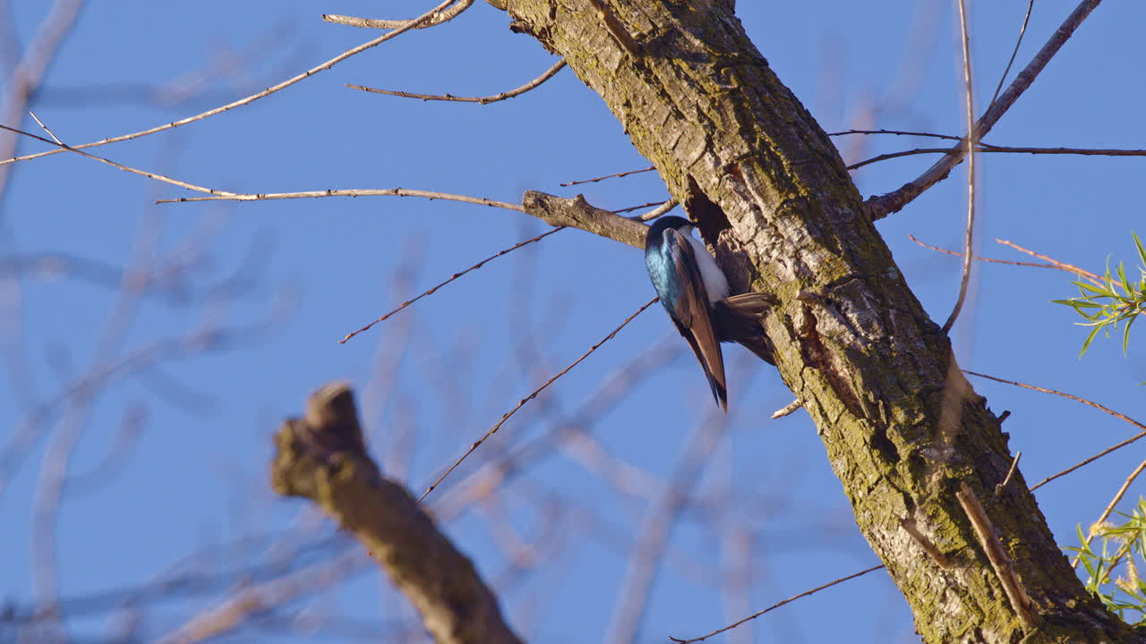 Purple martin caught on slow motion as it fills a tree hole with nesting debris.