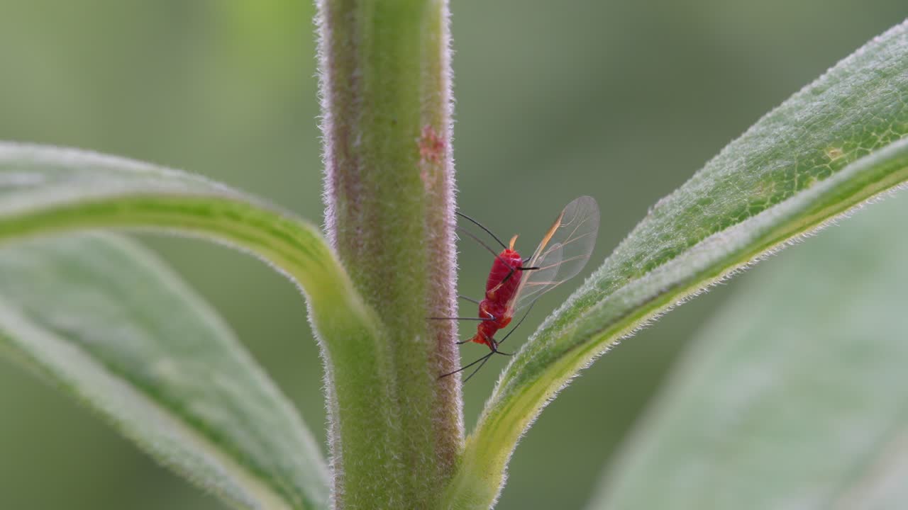 un áfido de vara dorada rojo en una planta de algodón en un prado en el verano