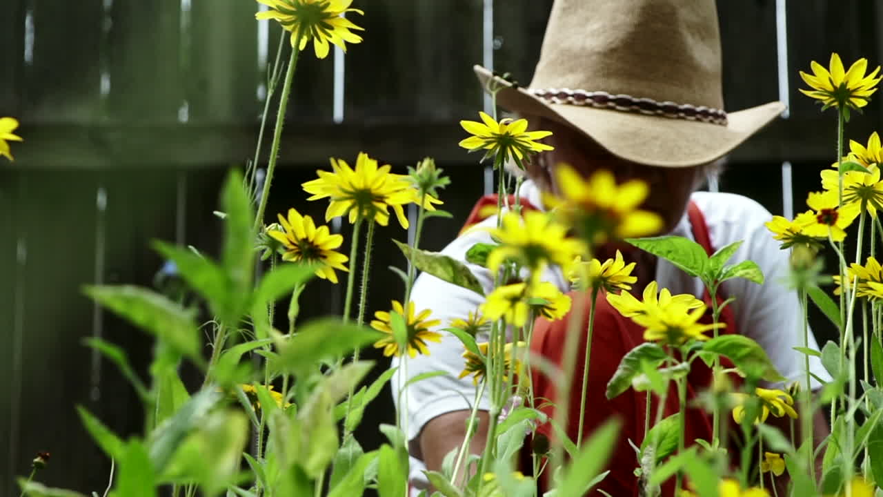 Contadina seduta e intenta a rimuovere le erbacce che crescono insieme ai graziosi fiori di Black-eyed Susan nel giardino a Centerville, Ohio, USA.