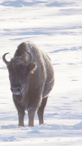 european bison shaking its head in cold white snowy winter landscape. vertical