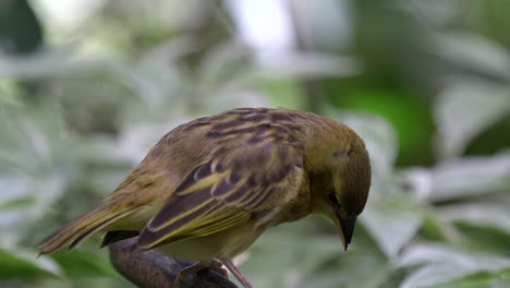 un pequeño y hermoso pájaro tejedor de plumas marrones posado en una rama de árbol, descansando y mirando los alrededores - cerrar
