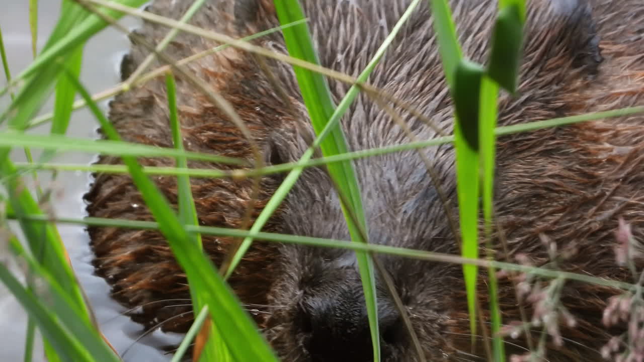 primer plano del hocico de una nutria en la superficie del agua