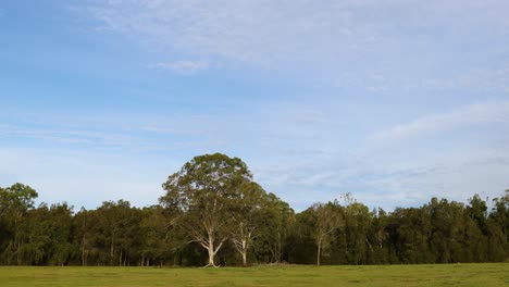 progressive change in light and cloud over forest