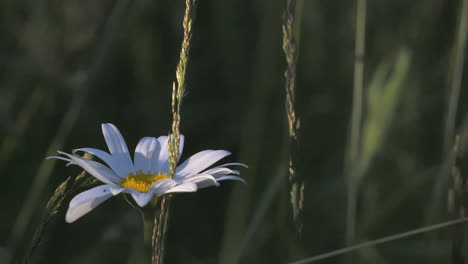 white daisy in a field