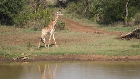 Adult-Giraffe-at-watering-hole-with-several-oxpeckers-walks-shoreline