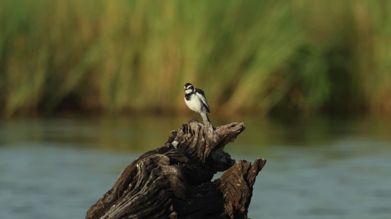 Ballerina africana appollaiata su un tronco nel fiume mentre si pulisce le piume, Parco nazionale di Chobe