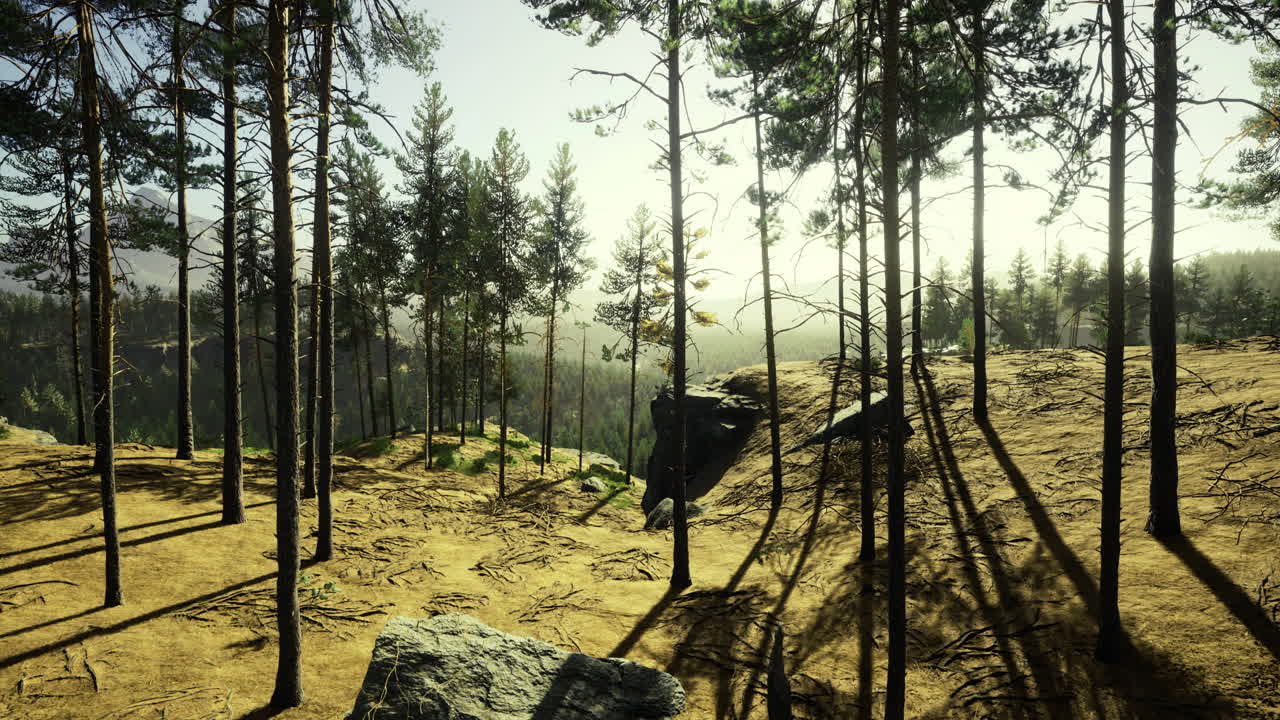 Sunlight filters through tall trees in a serene forest landscape at dusk