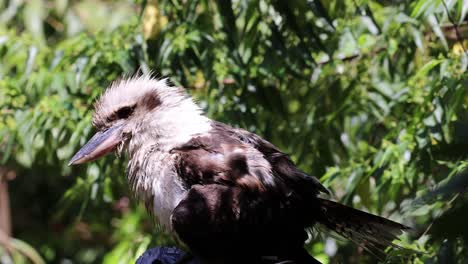 un pájaro limpiando sus plumas al aire libre