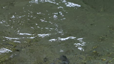 Brown-dipper-diving-underwater-to-forage-for-aquatic-invertebrates,-close-up