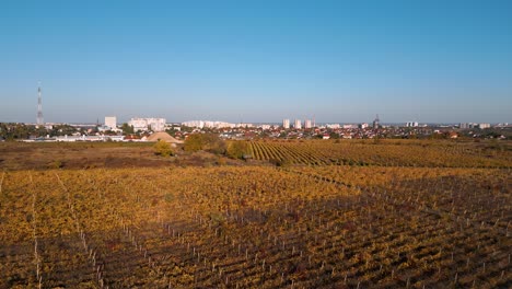 fast aerial panorama drone flight over the vineyards in the hills around chisinau in autumn - golden reflection of the leafs in the afternoon sun - panorama of chisinau, republic of moldova 2022