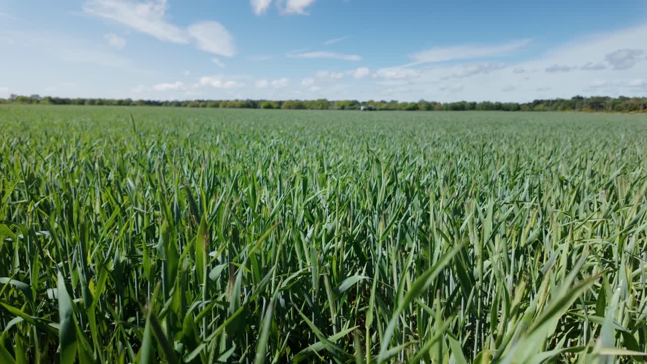campo agrícola de cultivos de hierba verde larga con tractor en la distancia