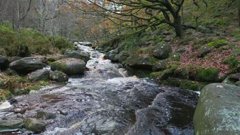 un bosque de invierno tranquilo con un arroyo lento, robles dorados y hojas caídas, que ofrece una escena pacífica y relajante