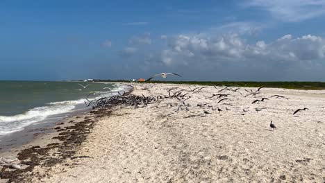 toma a cámara lenta de bandada de gaviotas buscando comida en la playa en yucatán méxico