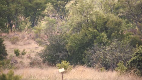 mono babuino chacma caminando hacia la espesura en la sabana africana