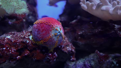 sea apple is the common name for the colorful and somewhat round sea cucumbers of the genus pseudocolochirus, found in indo-pacific waters.