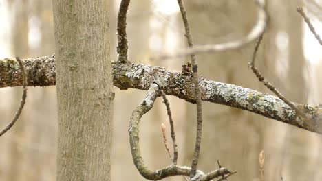 Black-throated-Blue-Warbler-looks-around-and-flies-through-dry-trunks