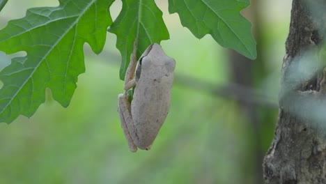 jumping frog relaxing on leaf