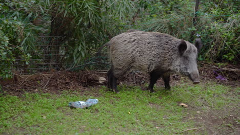 Wildschwein-In-Einem-Haushof.-Haifa,-Israel