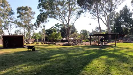 kangaroo and staff interaction in a park