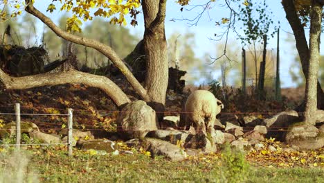 Ovejas-En-El-Campo-Comiendo-Hojas-De-Arce