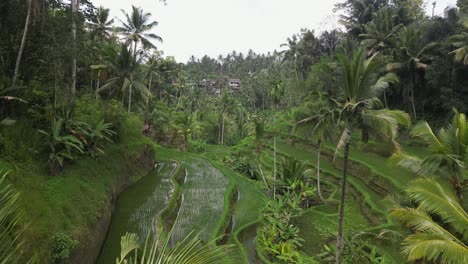 Paso-Elevado-De-Palmeras:-Vista-Aérea-Del-Valle-Inundado-De-Terrazas-De-Arroz-De-Ceking