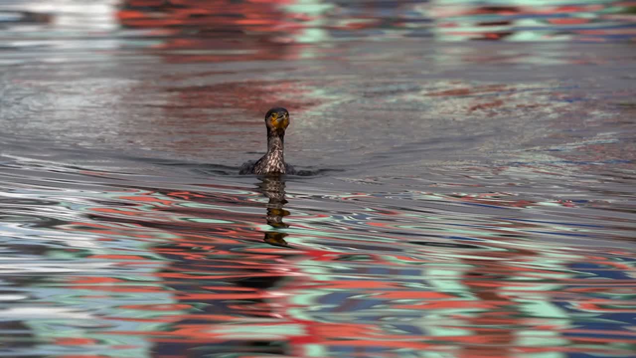 A cormorant swimming around in a lake before diving to go fishing