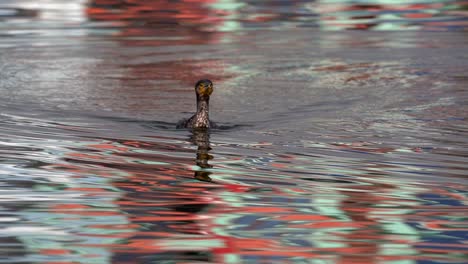 Un-Cormorán-Nadando-En-Un-Lago-Antes-De-Bucear-Para-Ir-A-Pescar