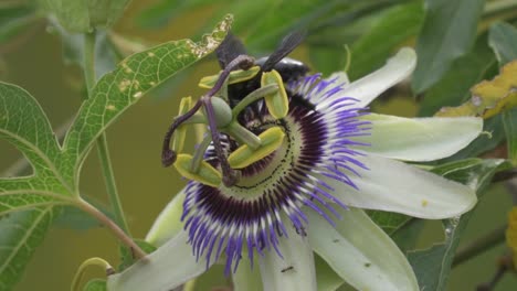 primer plano de un abejorro negro volando sobre una flor de la pasión de la corona azul y recolectando néctar