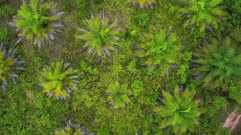 Bosque-De-Plantaciones-De-Palma-Aceitera