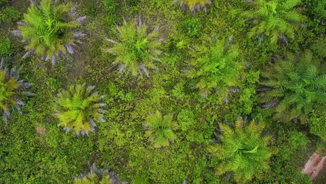 oil palm plantation forest