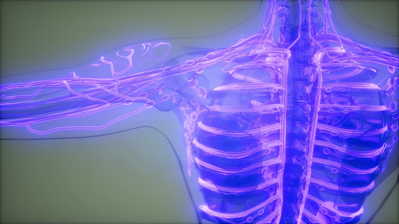 vasos sanguíneos del cuerpo humano