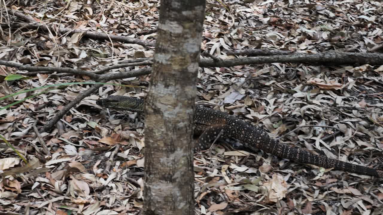 goanna nativa australiana cazando presas a través de los matorrales del interior