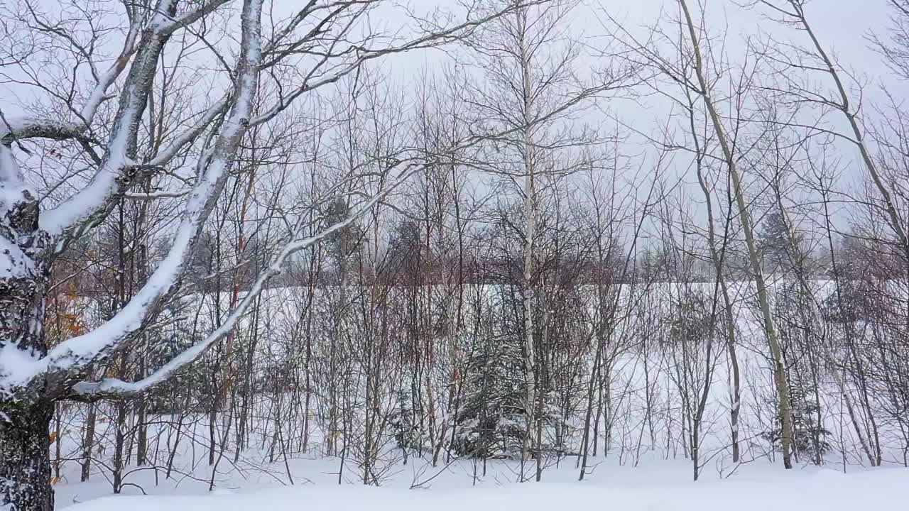 큰 단풍나무 슬로우 모션을 지나 무성하게 자란 눈 덮힌 들판의 측면을 따라 공중 미끄럼틀