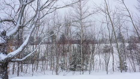 aerial slide along the side of an overgrown snow covered field past a large maple tree slow motion