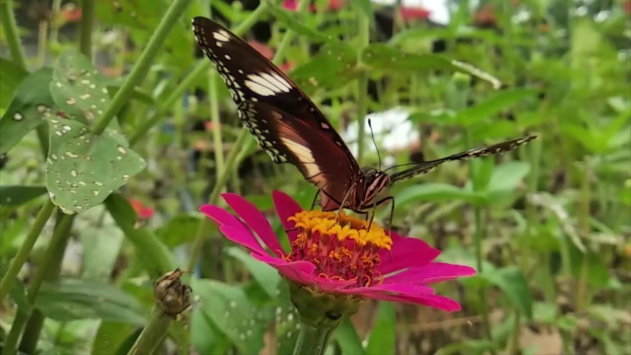 Farfalla nera posata su un fiore rosso nella foresta selvaggia