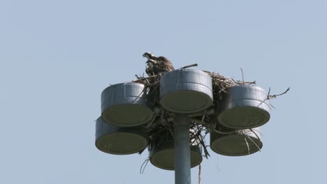 El-águila-Pescadora-Joven-Y-La-Madre-Gritan-Desde-El-Nido-En-Lo-Alto-De-Un-Poste-De-Luz-Urbano