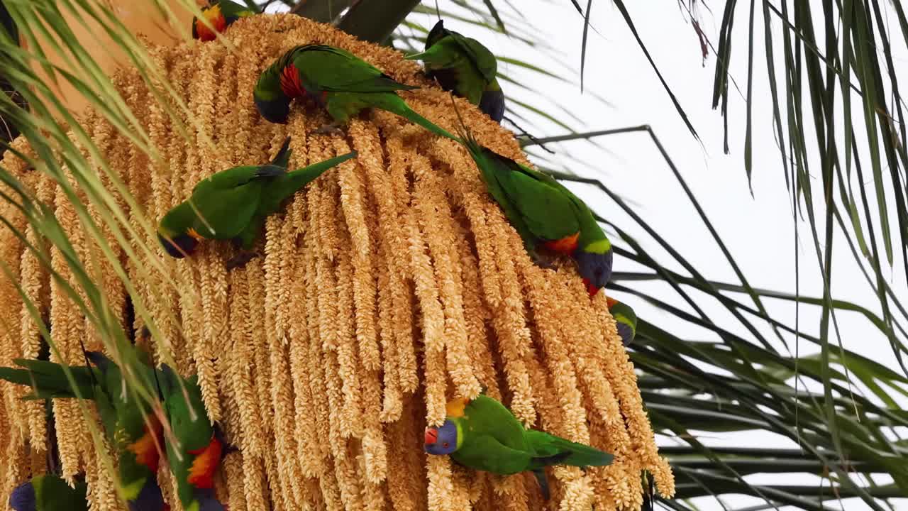 A group of vibrant lorikeets perched on golden palm flowers, showcasing their colorful plumage.