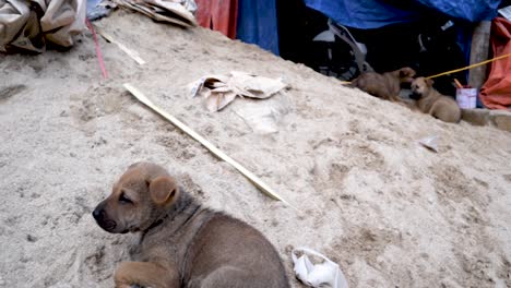 Puppies-playing-and-digging-through-trash-for-food,-along-side-the-street-in-northern-Vietnam