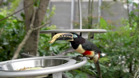 Sitzender-Aracari-Mit-Futter-Im-Schnabel-Im-Zoo-Und-Verdrehtem-Kopf