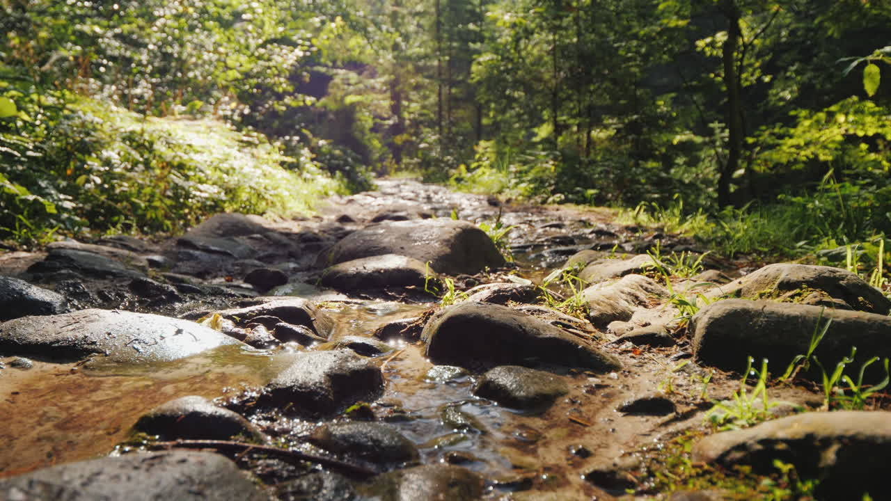 Uma Turista Caminha Por Um Caminho Pedregoso na Floresta De Manhã Cedo. Trekking e Estilo de Vida Ativo