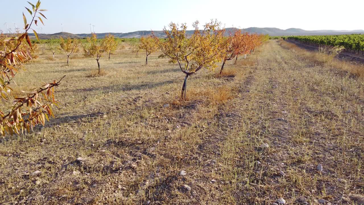 Almond tree with brown leaves in late summer after a dry summer