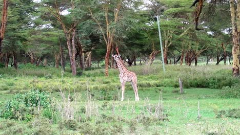 a young giraffe calf is looking into the camera in the wilderness