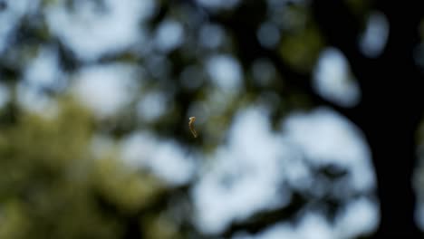 tiny green inchworm hanging and spinning on invisible string with forestry area in background