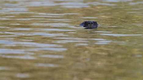 Toma-En-Cámara-Lenta-De-Un-Coypu-Salvaje,-Myocastor-Coypus-En-Su-Hábitat-Natural,-Flotando-En-Un-Lago-Ondulante-Con-La-Nariz-Sobre-La-Superficie-Del-Agua