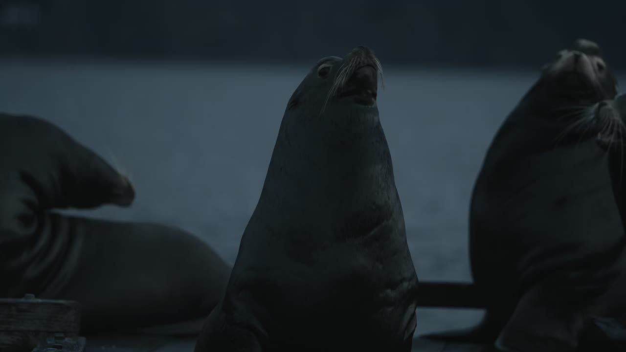 Calm sea lions resting by the water at dusk, exuding tranquility