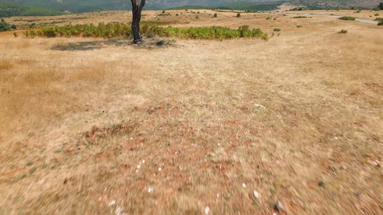 Lone tree standing in a dry golden field with mountains in the background in Albania. Peaceful rural landscape on a clear summer day