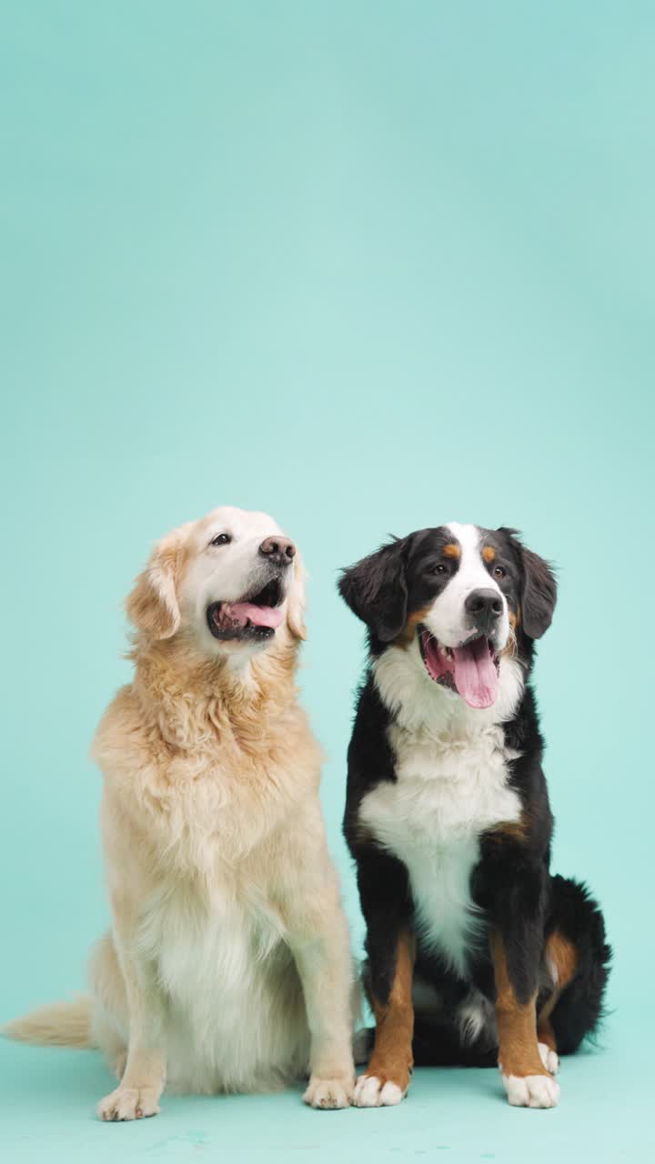 Golden Retriever and Bernese Mountain Dog