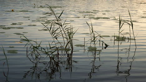 tranquil tripod shot of a lake and aquatic plants in finland