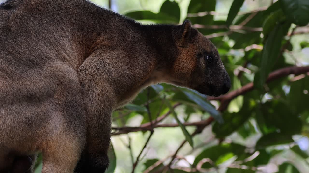 canguro de árbol navegando a través del denso follaje